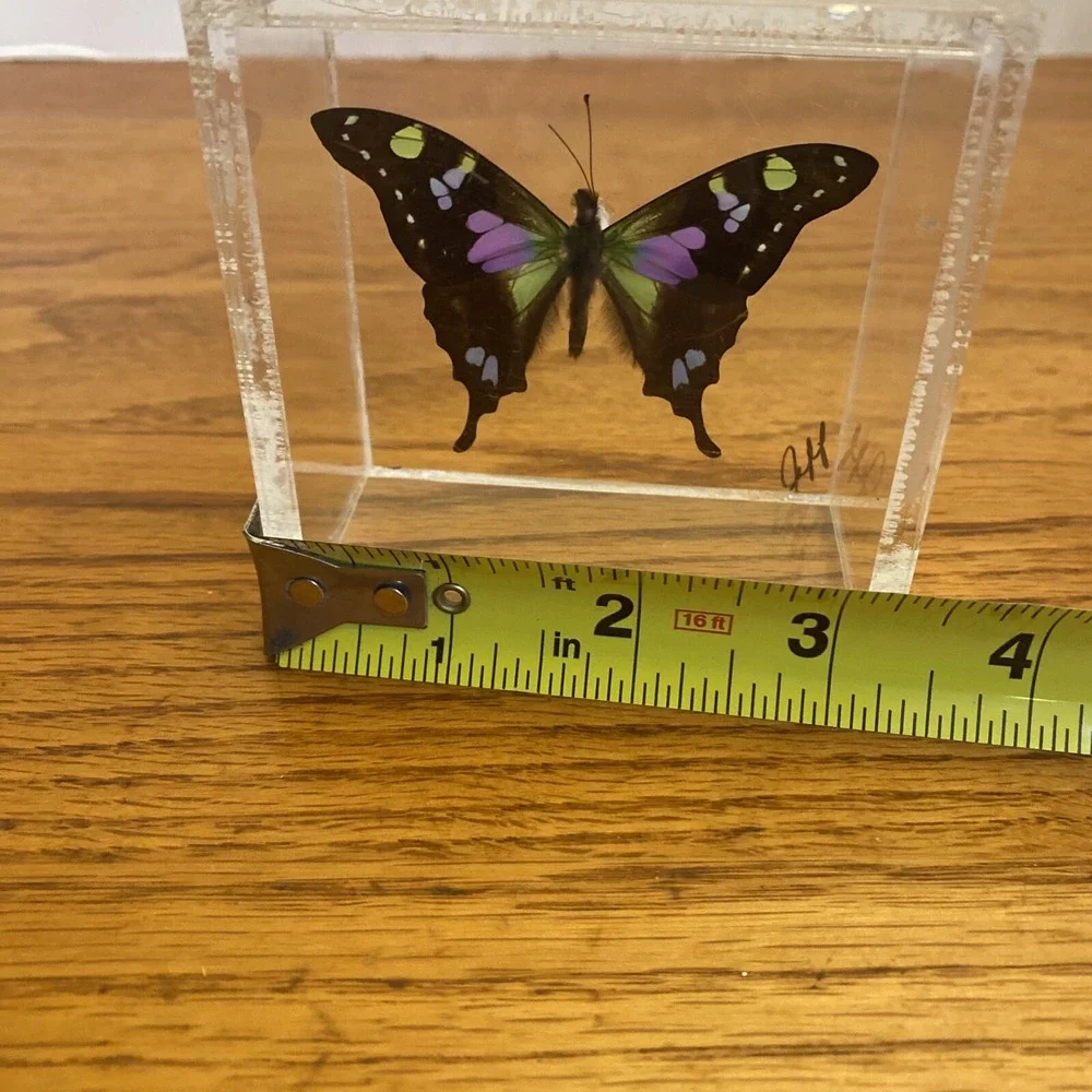 Beautiful Framed Purple Spotted Swallowtail Butterfly - 3.25x3.25 Signed Jeff
